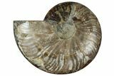 Cut & Polished Ammonite Fossil (Half) - Madagascar #329152-1